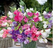 Hoa đậu Mix - Siêu thị hạt giống hoa nhiều màu
