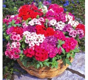 Hoa thanh trúc mix | Siêu thị cung cấp hạt giống hoa