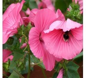 Hoa cẩm quỳ hồng mix | Siêu thị Đức Thắng Seed